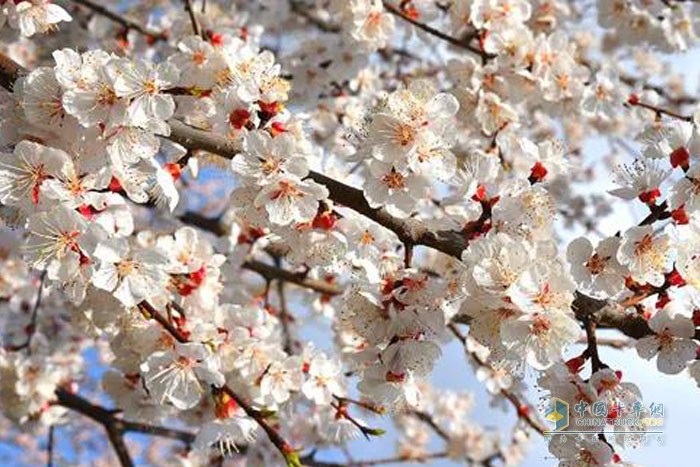 花花世界，福田小金刚载你寻春